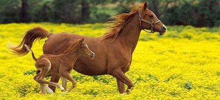 Visul - calul - ce are visul unui cal