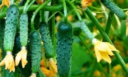 Soiuri de castraveți (buchet), crescând în sol deschis, un depozit de dacha