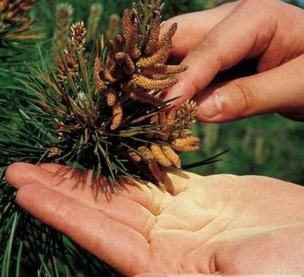 Mierea de pin este făcută de mâinile omenești