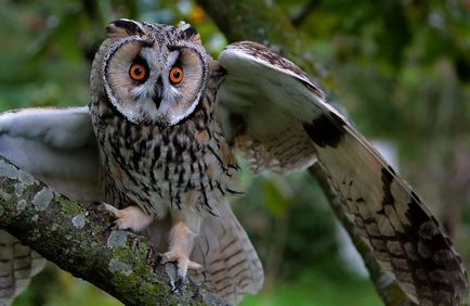 Owl la domiciliu ca conținut, decât hrană pentru animale, îngrijire și educație