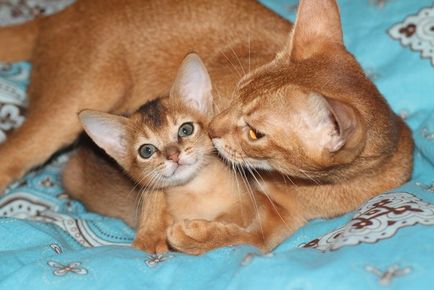 Consilii pentru întreținerea și îngrijirea pisicilor abisiniane