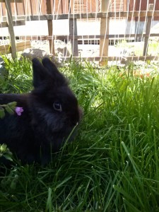 Tippek dekoratív nyúl ellátás tippek nőknek