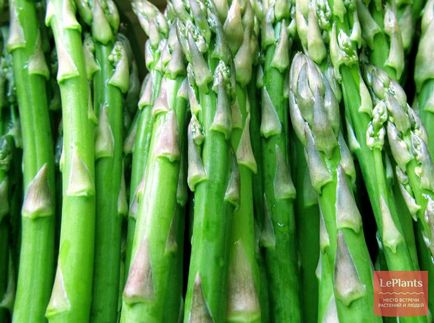 Спаржа (asparagus)