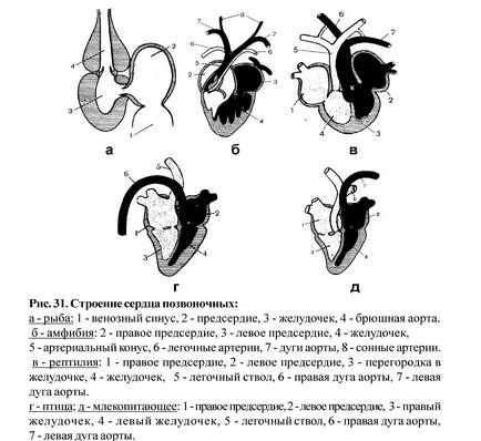 Evaluarea comparativă a sistemelor de organe ale vertebratelor