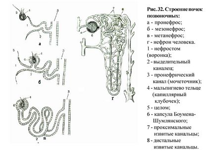 Evaluarea comparativă a sistemelor de organe ale vertebratelor