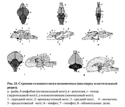 Порівняльний огляд систем органів хребетних