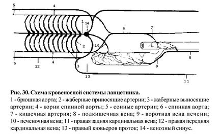 Порівняльний огляд систем органів хребетних