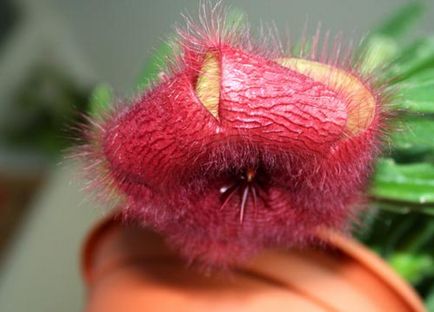 Stapelia îngrijire la domiciliu, fotografii frumoase de flori