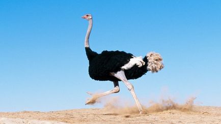 Ostrich (struthio camelus) descriere, fapte interesante, conținut