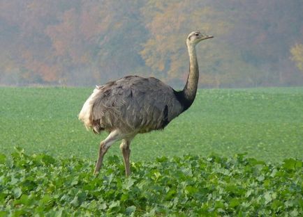 Ostrich (struthio camelus) descriere, fapte interesante, conținut