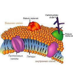 Structura de par, cosmetice naturale