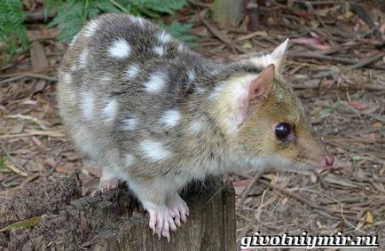 Martenul marsupial