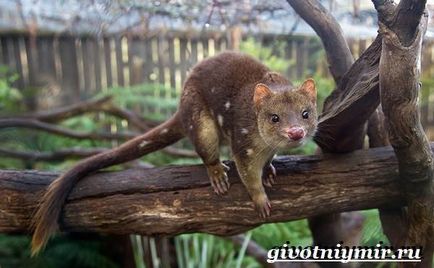 Martenul marsupial