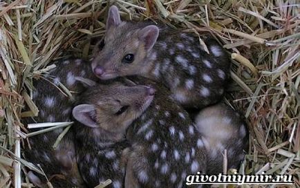 Martenul marsupial