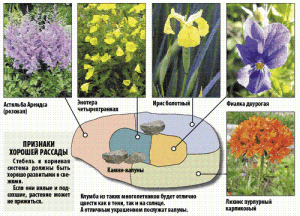 Scheme de paturi de flori perene perene pentru paturi de flori cu mâinile lor