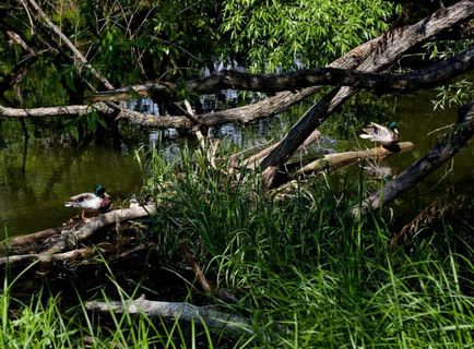 Gălbenu Shodnensky (cupa goblin) - un monument al naturii și al istoriei