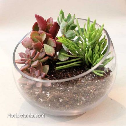 Terrarium pentru plante cu mâinile lor