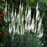 Tiarella plantare și îngrijirea în aer liber de soiuri tiarella cu o fotografie