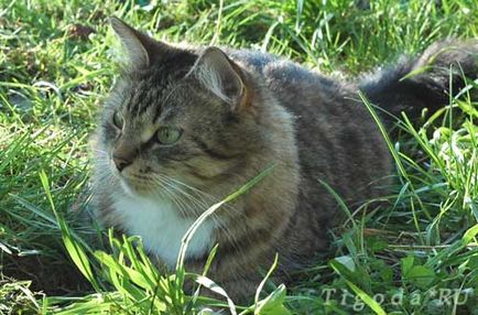 Тигода, catelusa de pisici siberiana, saint petersburg