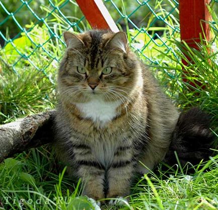 Тигода, catelusa de pisici siberiana, saint petersburg