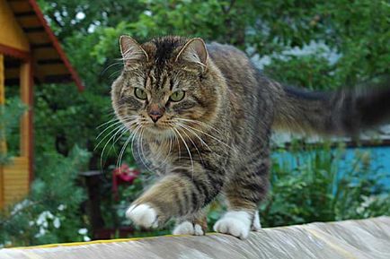 Тигода, catelusa de pisici siberiana, saint petersburg