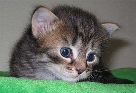 Тигода, catelusa de pisici siberiana, saint petersburg
