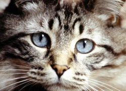 Токсокароз у кішок