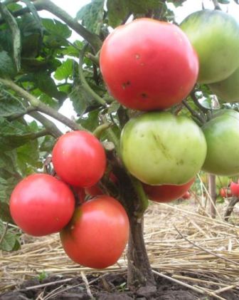 Tomato roz, recenzii de lider, fotografii, cei care au plantat, grădinărit24