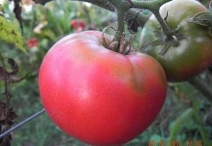 Tomato roz, recenzii de lider, fotografii, cei care au plantat, grădinărit24