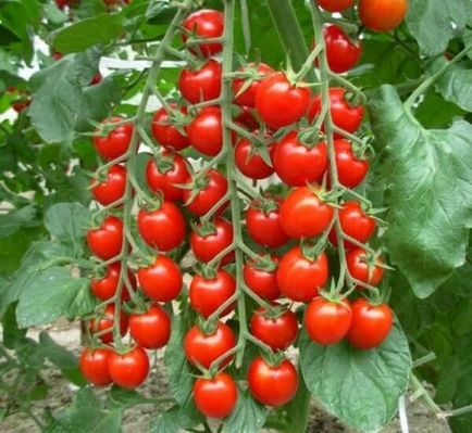 Tomatul este o grămadă dulce, caracteristică unui soi de roșii dulci, randament