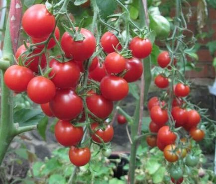 Томат - солодка гроно, характеристика солодкого сорту помідор, врожайність