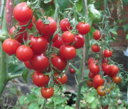 Tomatul este o bomboană dulce, o caracteristică a unui soi de roșii dulci, randament (ciorchine) Tomatul este o ciocolată dulce, o caracteristică a unui soi de roșii dulci, randament