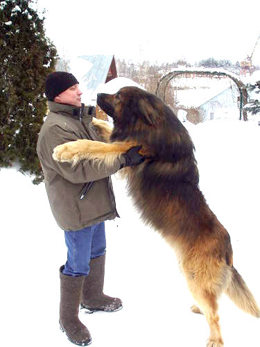 Top 10 legtöbb hatalmas kutyák, kognitív, Orosz park
