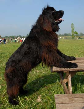 Top 10 câini imens, cognitiv, parc rusesc
