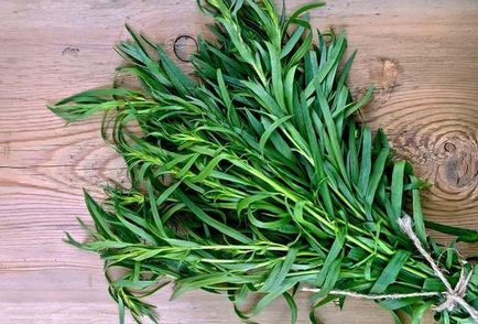 Herb tárkony - haszon és kár, az opciók kihasználása (használat) Herb tárkony - haszon és kár, használata lehetőséget