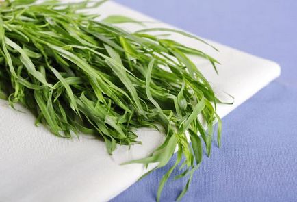 Herb tárkony - haszon és kár, az opciók kihasználása (tárkony) Herb tárkony - haszon és kár, használata lehetőséget