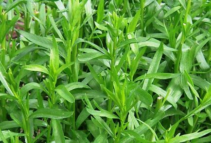 Трава тархун - користь і шкода, варіанти застосування