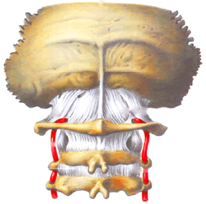 Tratamentul gâtului și tratamentul sindromului cervical-cranial