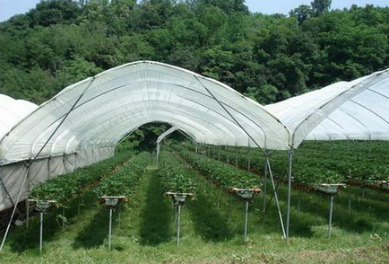Тунелі для вирощування суниці