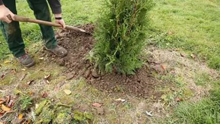 Thuja vest bredant - plantare și de îngrijire, spre deosebire de thuya smaragd, utilizarea în design peisagistic