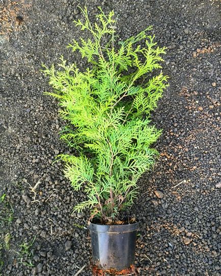 Thuja vest bredant - plantare și de îngrijire, spre deosebire de thuya smaragd, utilizarea în design peisagistic