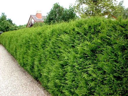 Thuja occidentalis bradant - ültetés és gondozás, ellentétben a smaragd arborvitae használja tereprendezés