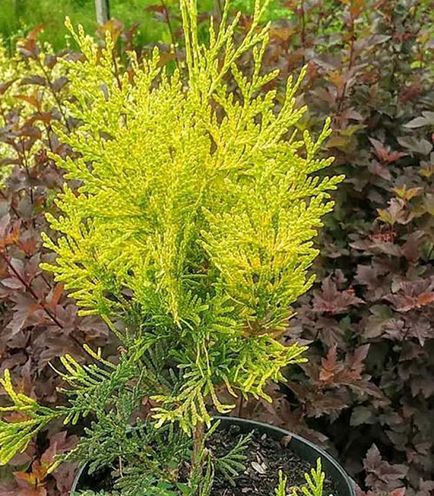 Thuja occidentalis bradant - ültetés és gondozás, ellentétben a smaragd arborvitae használja tereprendezés