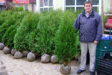 Thuja occidentalis bradant - ültetés és gondozás, ellentétben a smaragd arborvitae használja tereprendezés