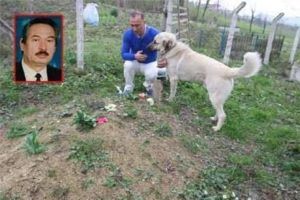 Un câine care suferă de durere vizitează mormântul unui proprietar mort în fiecare zi
