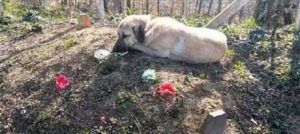 Un câine care suferă de durere vizitează mormântul unui proprietar mort în fiecare zi