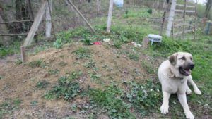 Убита горем собака відвідує могилу мертвого власника кожен день
