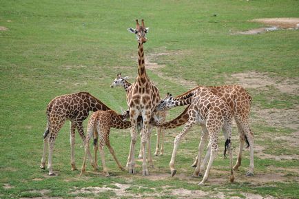 Oamenii de știință 83% dintre girafe femele au hrănit lapte de propriile lor și puii altora