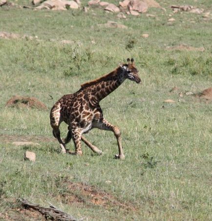 O girafă amuzantă, articole despre animale