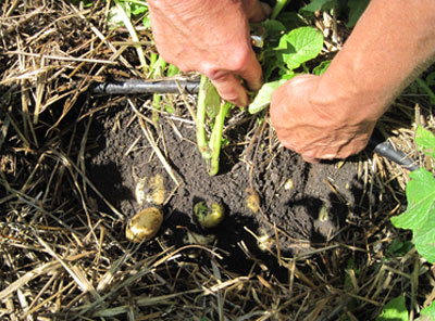 Урожай картоплі зросте в 10-15 разів! Технополіс завтра